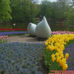 tulipany (64)